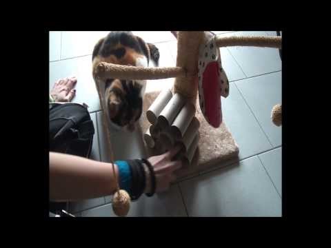 DIY - Gioco per Gatti (economico e facile)
